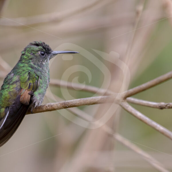 Stripe-tailed hummingbird (Eupherusa eximia) in the Batsu gardens, San Gerardo de Dota, Costa Rica - Nature Stock Photo Agency