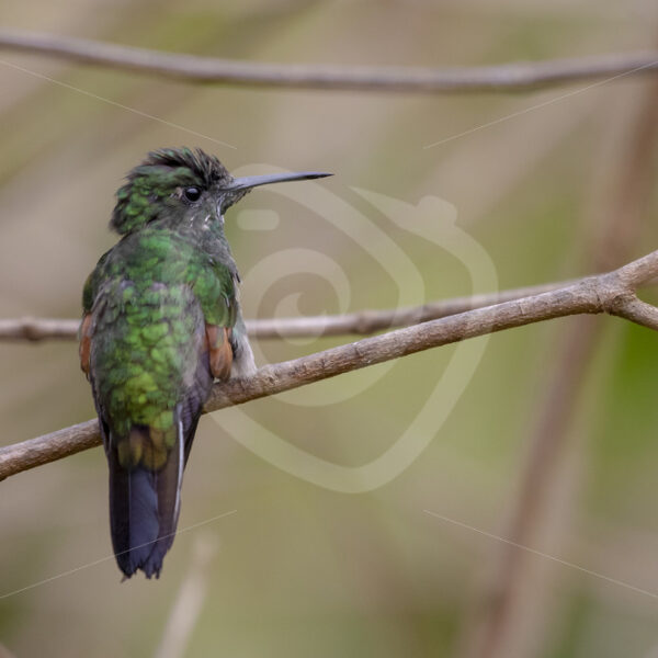 Stripe-tailed hummingbird (Eupherusa eximia) San Gerardo de Dota, Costa Rica - Nature Stock Photo Agency