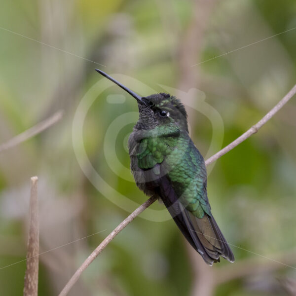Talamanca hummingbird (Eugenes spectabilis), San Gerardo de Dota, Costa Rica - Nature Stock Photo Agency