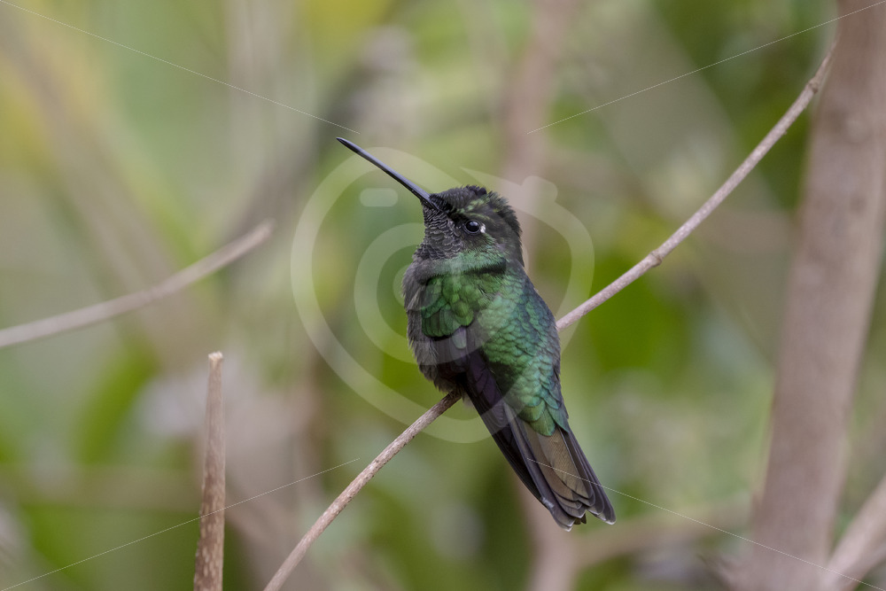 Talamanca hummingbird (Eugenes spectabilis), San Gerardo de Dota, Costa Rica - Nature Stock Photo Agency