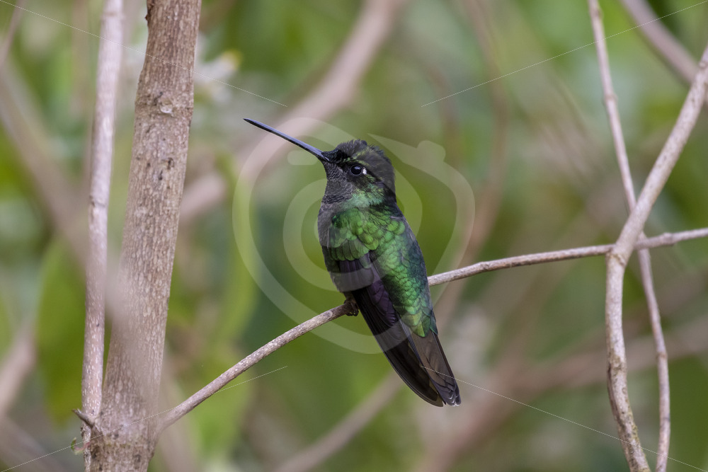 Talamanca hummingbird or admirable hummingbird (Eugenes spectabilis), Savegre valley, Costa Rica - Nature Stock Photo Agency