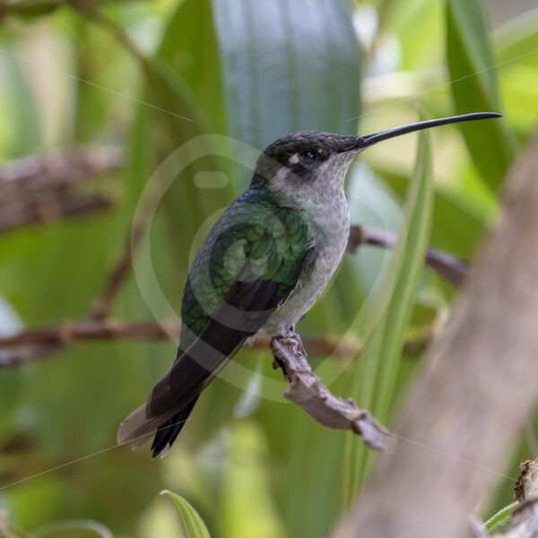 Talamanca (magnificent) hummingbird (Eugenes spectabilis) in San Gerardo de Dota, Costa Rica - Nature Stock Photo Agency