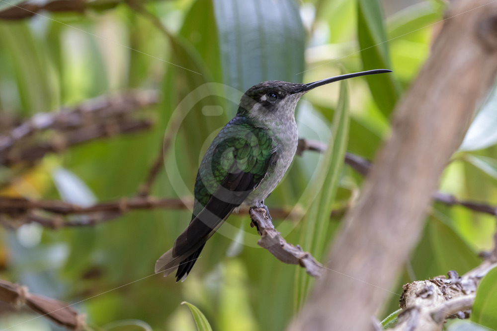 Talamanca (magnificent) hummingbird (Eugenes spectabilis) in San Gerardo de Dota, Costa Rica - Nature Stock Photo Agency