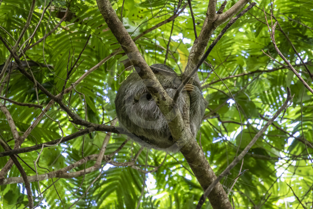 Three-toed sloth (Bradypus variegatus) sleeping high in the trees in La Fortuna, Arenal region, Costa Rica - Nature Stock Photo Agency