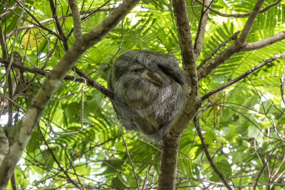 Three-toed sloth (Bradypus variegatus) sleeping in a tree in La Fortuna, Arenal region, Costa Rica - Nature Stock Photo Agency