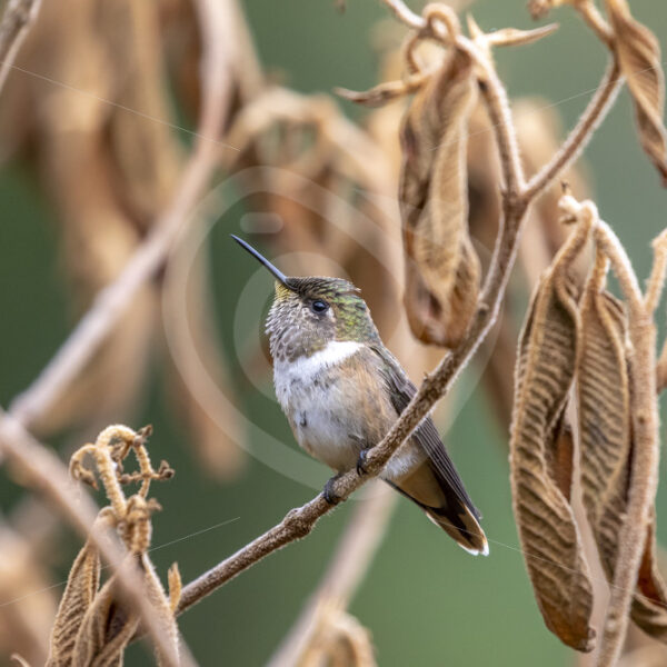 Volcano (Scintillant) hummingbird in the Savegre valley, San Gerardo de Dota, Costa Rica - Nature Stock Photo Agency