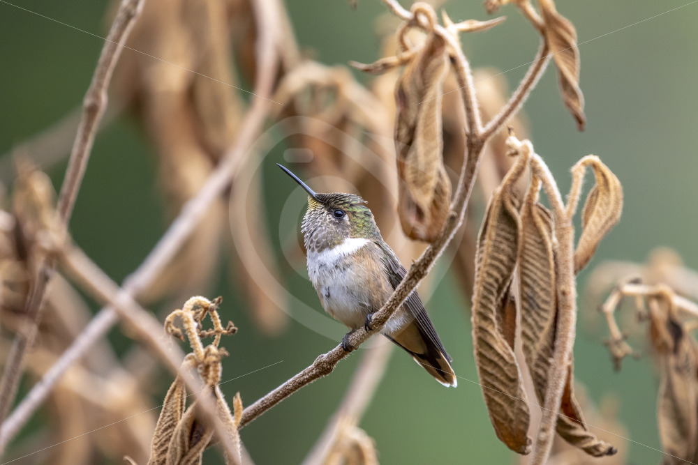 Volcano (Scintillant) hummingbird in the Savegre valley, San Gerardo de Dota, Costa Rica - Nature Stock Photo Agency