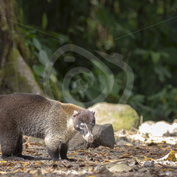 White-nosed Coati (Nasua narica) in Parque Nacional Volcán Arenal, Cost Rica - Nature Stock Photo Agency