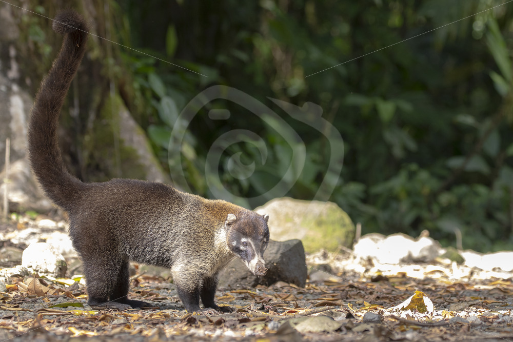 White-nosed Coati (Nasua narica) in Parque Nacional Volcán Arenal, Cost Rica - Nature Stock Photo Agency