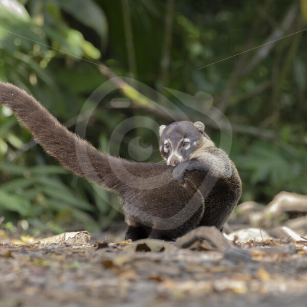 White-nosed Coati (Nasua narica) scratching its back in Parque Nacional Volcán Arenal, Cost Rica - Nature Stock Photo Agency