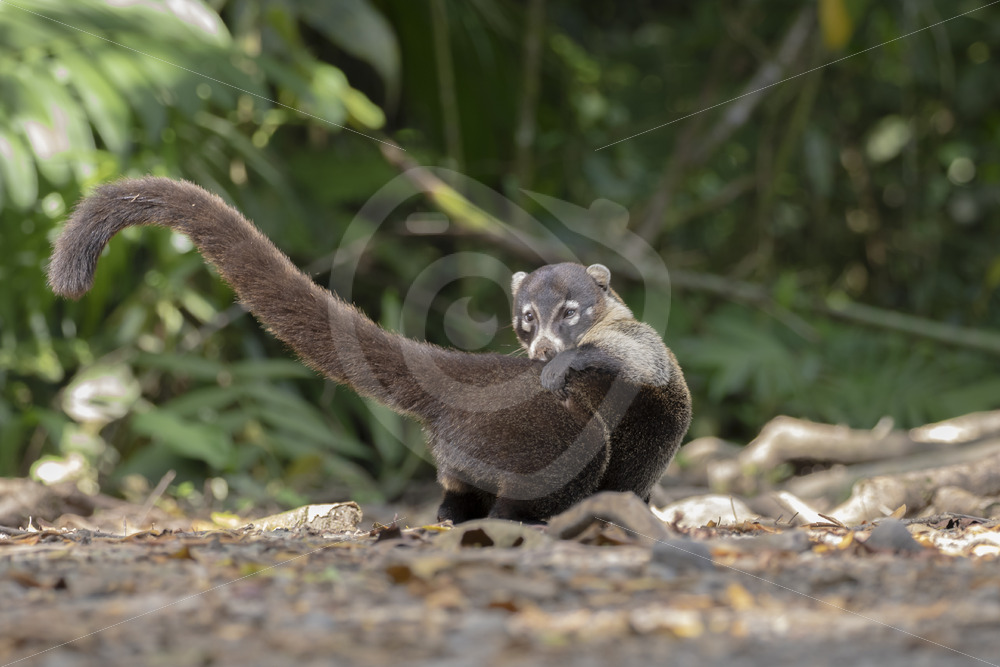 White-nosed Coati (Nasua narica) scratching its back in Parque Nacional Volcán Arenal, Cost Rica - Nature Stock Photo Agency
