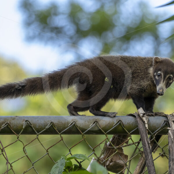 White-nosed Coati (Nasua narica) walking on a fence in the Arenal region, Cost Rica - Nature Stock Photo Agency