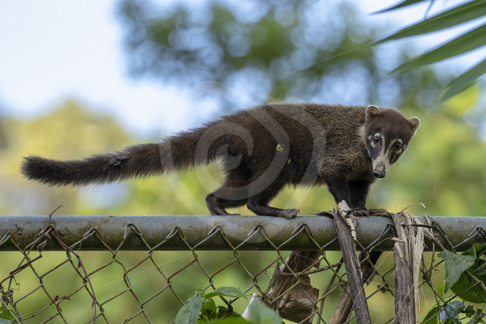 White-nosed Coati (Nasua narica) walking on a fence in the Arenal region, Cost Rica - Nature Stock Photo Agency
