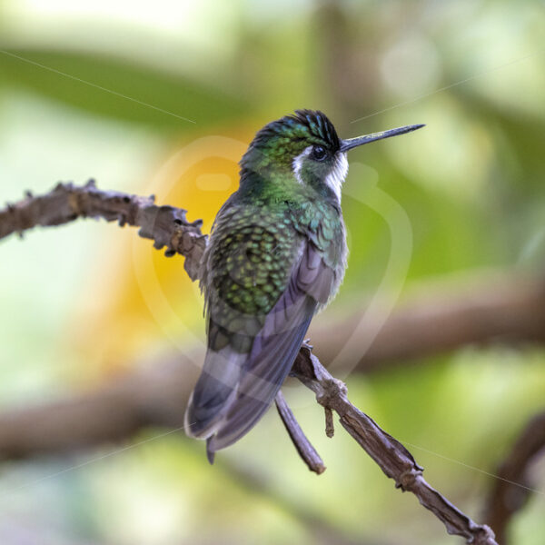 White-throated mountain-gem (Lampornis castaneoventris), Savegre valley, Costa Rica - Nature Stock Photo Agency