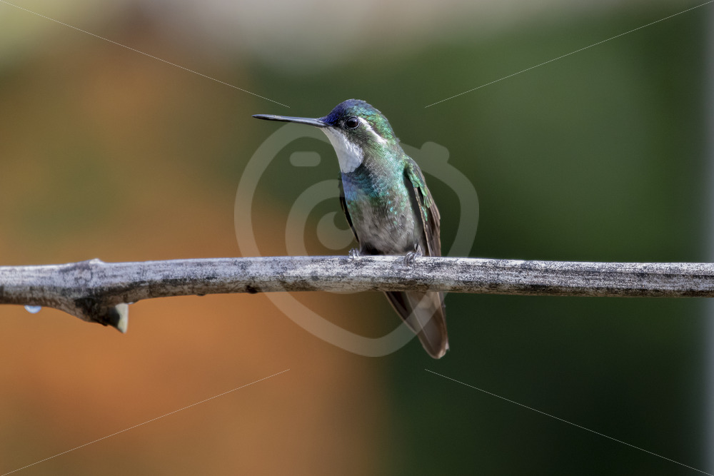 White-throated mountaingem (Lampornis castaneoventris), Savegre, Costa Rica - Nature Stock Photo Agency