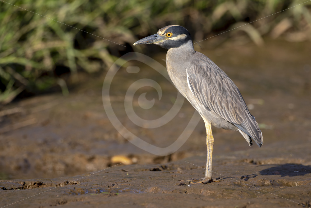 Yellow-crowned night heron (Nyctanassa violacea) in the mud of the Tarcoles River, Costa Rica - Nature Stock Photo Agency
