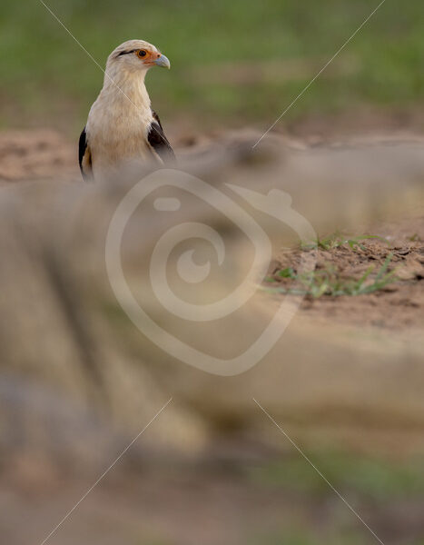 Yellow-headed caracara behind an American crocodile in front on the shores of the Tarcoles river, Costa Rica - Nature Stock Photo Agency
