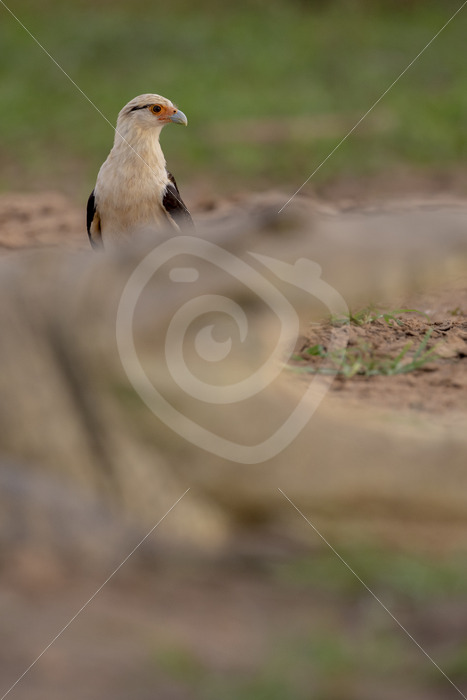 Yellow-headed caracara behind an American crocodile in front on the shores of the Tarcoles river, Costa Rica - Nature Stock Photo Agency