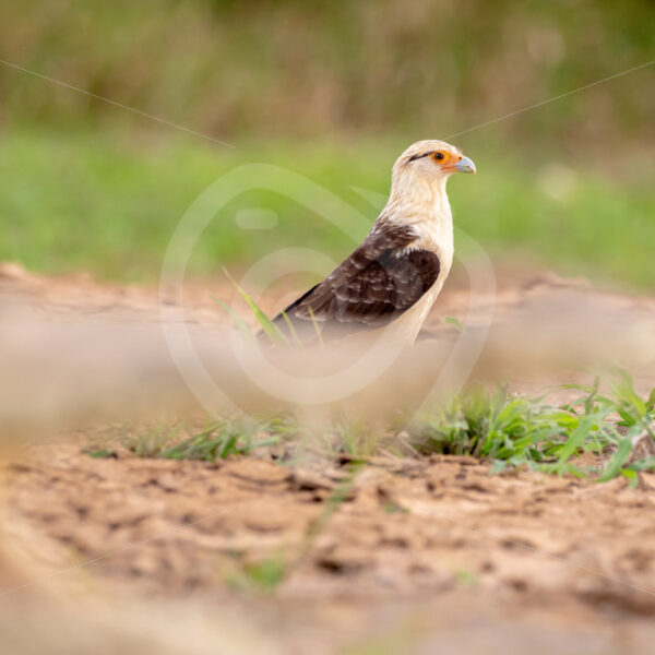 Yellow-headed caracara behind an American crocodile on the shores of the Tarcoles river, Costa Rica - Nature Stock Photo Agency