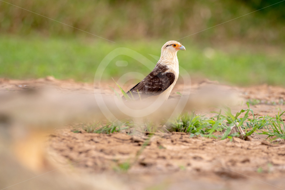 Yellow-headed caracara behind an American crocodile on the shores of the Tarcoles river, Costa Rica - Nature Stock Photo Agency