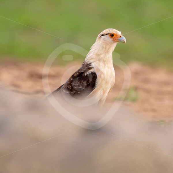 Yellow-headed caracara behind an American crocodile, Tarcoles river, Costa Rica - Nature Stock Photo Agency