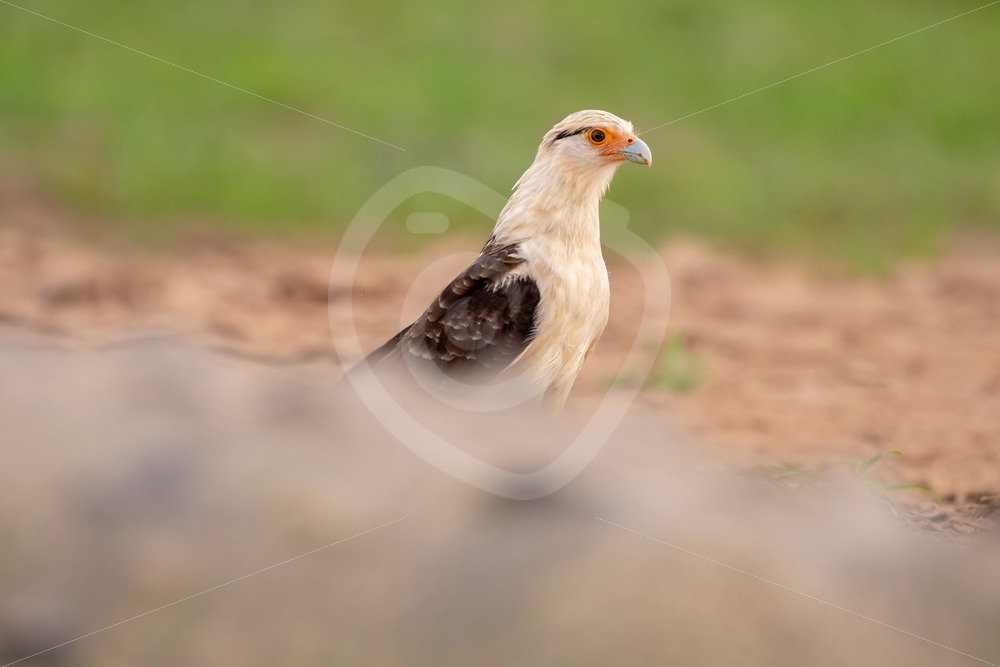Yellow-headed caracara behind an American crocodile, Tarcoles river, Costa Rica - Nature Stock Photo Agency