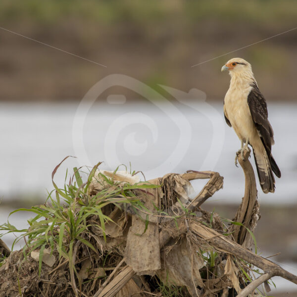 Yellow-headed caracara (Daptrius chimachima) on the shores of the Tarcoles river, Costa Rica - Nature Stock Photo Agency