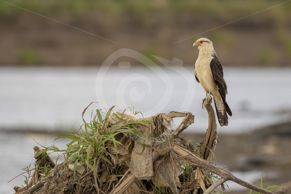 Yellow-headed caracara (Daptrius chimachima) on the shores of the Tarcoles river, Costa Rica - Nature Stock Photo Agency