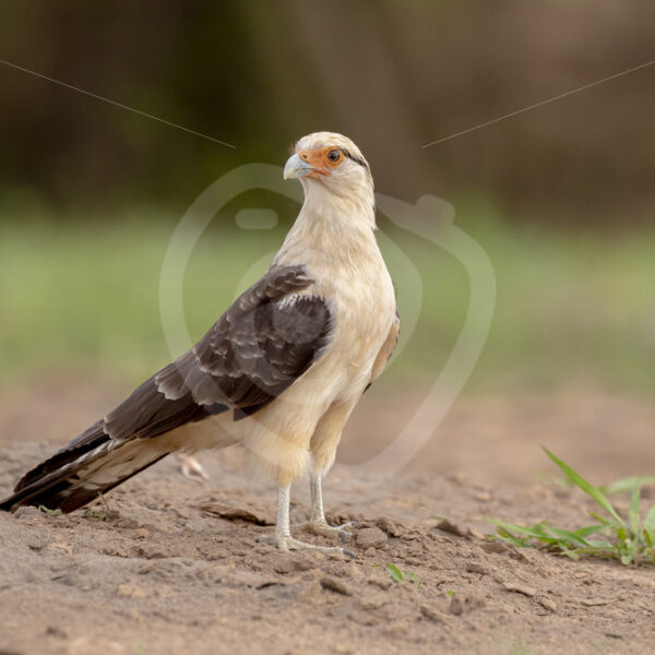 Yellow-headed caracara (Daptrius chimachima) on the shores of the Tarcoles river, Putarenas, Costa Rica - Nature Stock Photo Agency