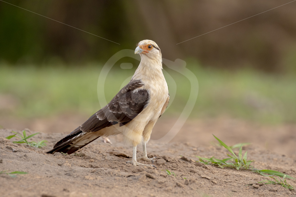 Yellow-headed caracara (Daptrius chimachima) on the shores of the Tarcoles river, Putarenas, Costa Rica - Nature Stock Photo Agency