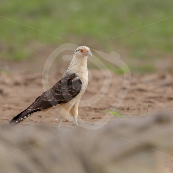 Yellow-headed caracara with an American crocodile in front of it on the shores of the Tarcoles river, Costa Rica - Nature Stock Photo Agency