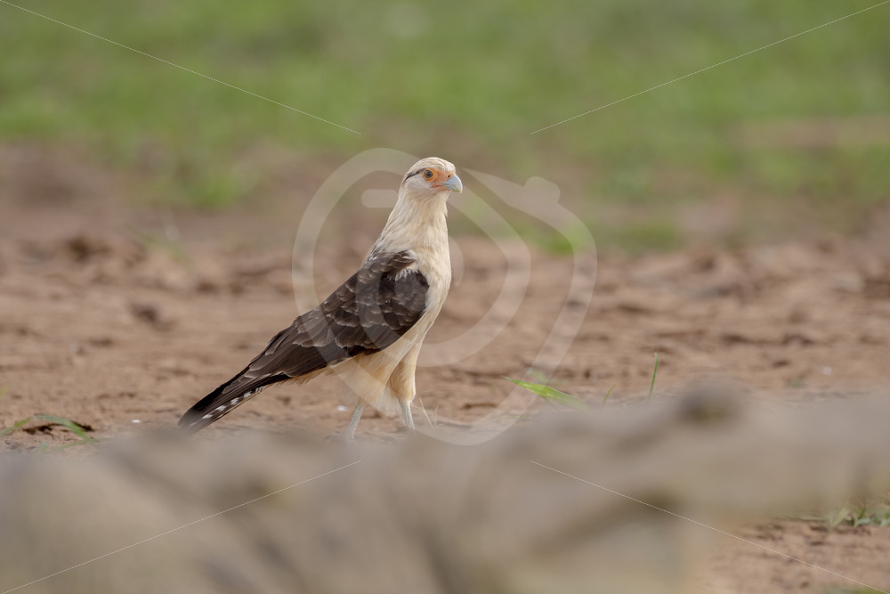 Yellow-headed caracara with an American crocodile in front of it on the shores of the Tarcoles river, Costa Rica - Nature Stock Photo Agency