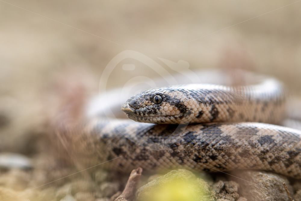 An Erycinae, also known as the Old World sand boa on Lesvos, Greece - Nature Stock Photo Agency