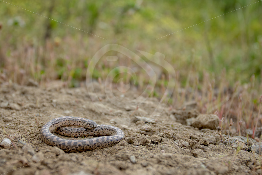 An Erycinae or sand boa in its habitat on Lesvos, Greece - Nature Stock Photo Agency