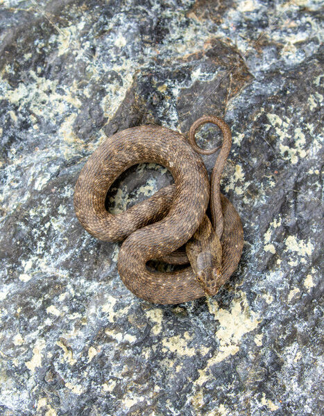 Dice Snake (Natrix tessellata) in resting mode on a rock, Lesvos, Greece - Nature Stock Photo Agency
