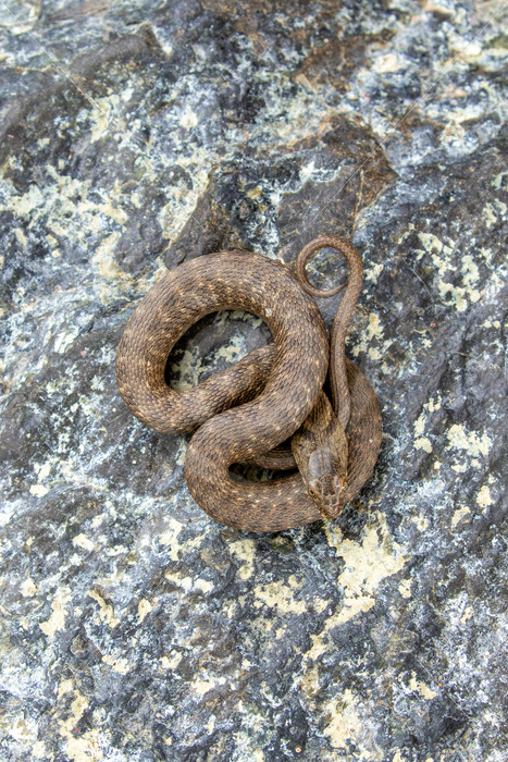 Dice Snake (Natrix tessellata) in resting mode on a rock, Lesvos, Greece - Nature Stock Photo Agency