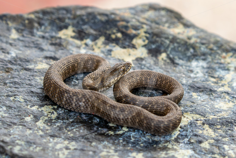 Dice Snake (Natrix tessellata) in Skala Kallonis, Lesvos, Greece - Nature Stock Photo Agency
