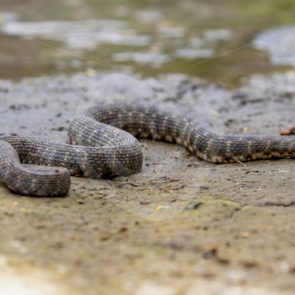 Dice Snake (Natrix tessellata) near a river on Lesvos Island, Greece - Nature Stock Photo Agency
