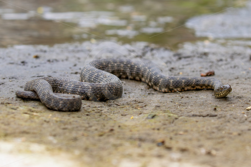 Dice Snake (Natrix tessellata) near a river on Lesvos Island, Greece - Nature Stock Photo Agency