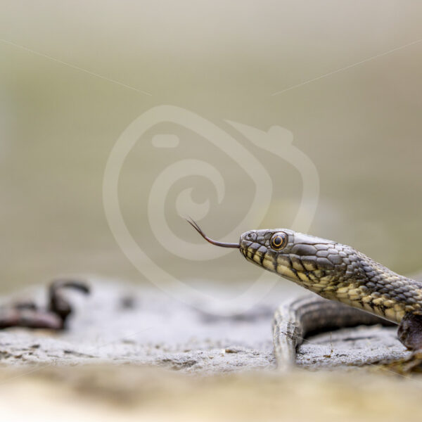 Dice Snake (Natrix tessellata) near Kalloni, Lesvos, Greece - Nature Stock Photo Agency