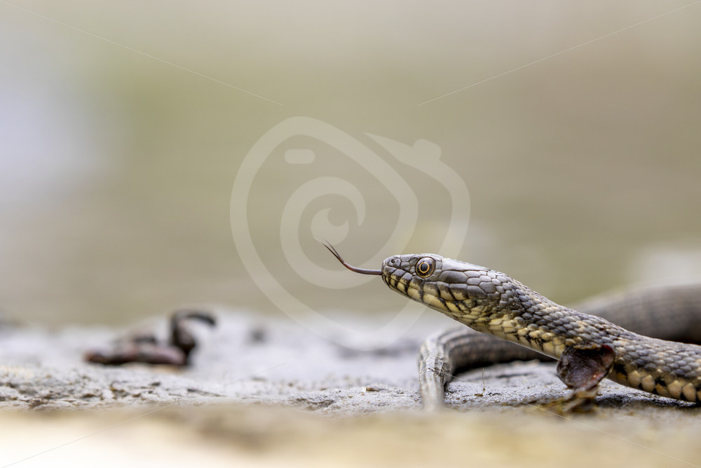 Dice Snake (Natrix tessellata) near Kalloni, Lesvos, Greece - Nature Stock Photo Agency