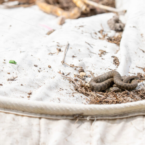 Dice Snake (Natrix tessellata) warming up on a mattress in a dump field, Lesvos, Greece - Nature Stock Photo Agency