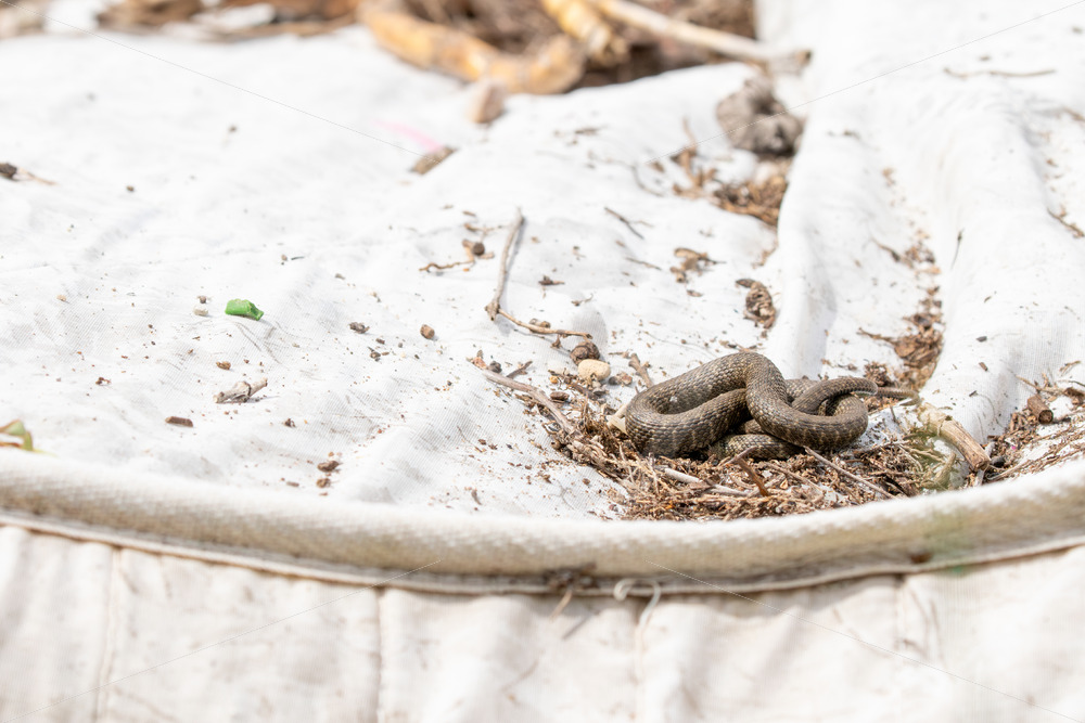 Dice Snake (Natrix tessellata) warming up on a mattress in a dump field, Lesvos, Greece - Nature Stock Photo Agency