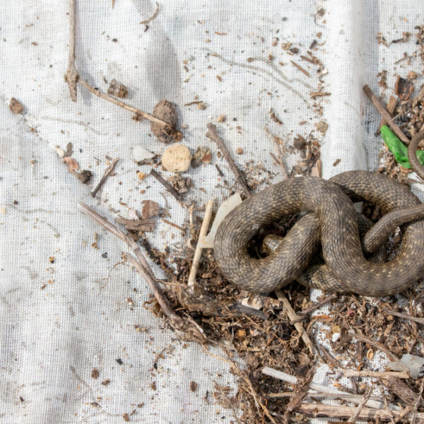 Dice Snake (Natrix tessellata) warming up on a mattress in a dump, Lesvos, Greece - Nature Stock Photo Agency