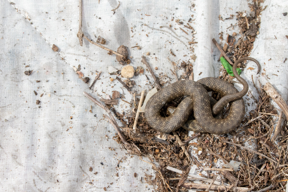 Dice Snake (Natrix tessellata) warming up on a mattress in a dump, Lesvos, Greece - Nature Stock Photo Agency