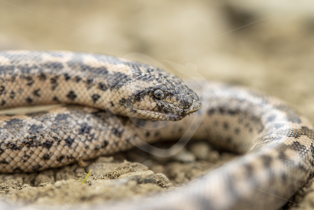 Erycinae or sand boa close up picture on Lesvos, Greece - Nature Stock Photo Agency