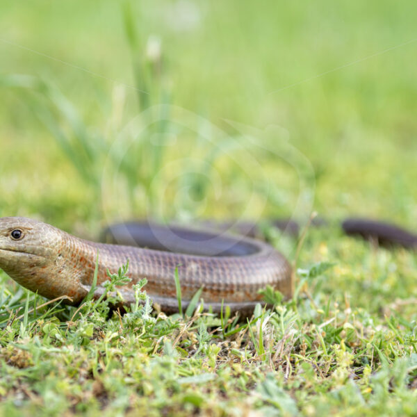 European Glass Lizard (Pseudopus apodus) on Lesvos Island, Greece - Nature Stock Photo Agency