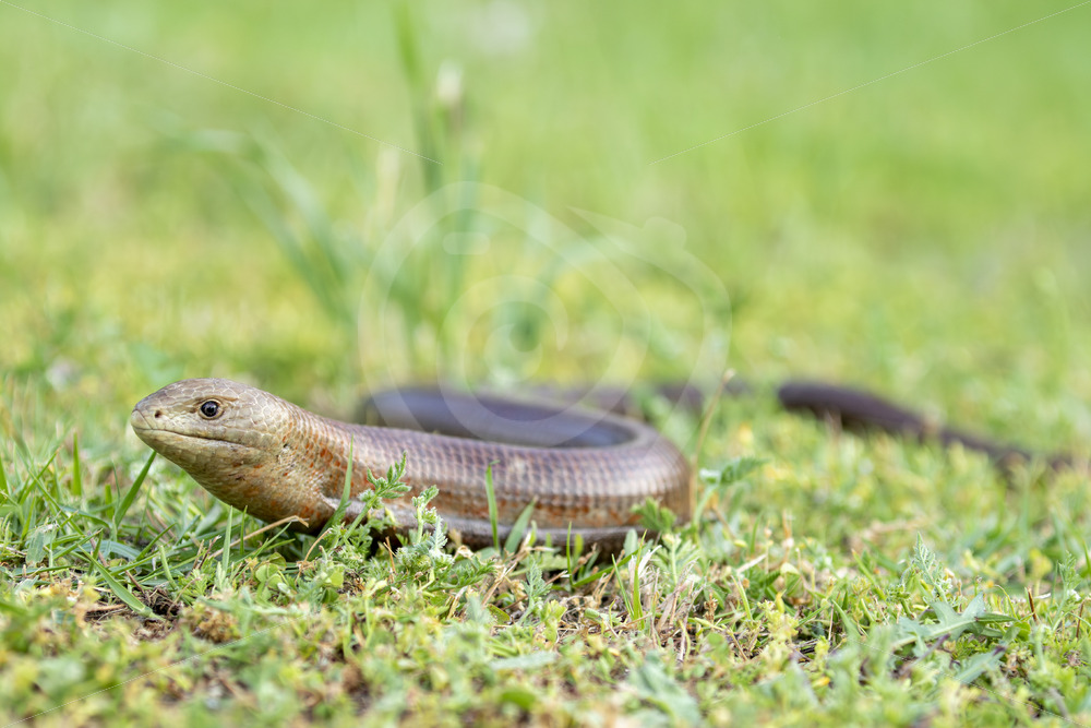 European Glass Lizard (Pseudopus apodus) on Lesvos Island, Greece - Nature Stock Photo Agency