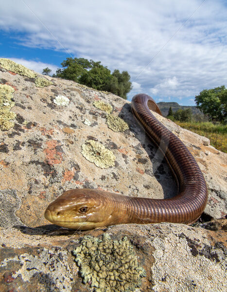 European Glass Lizard (Sheltopusik) on a rock near Kalloni, Lesvos Island, Greece - Nature Stock Photo Agency