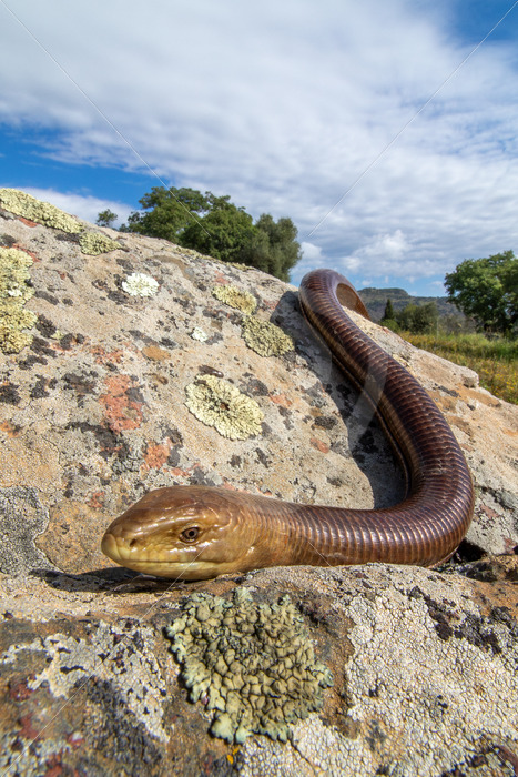 European Glass Lizard (Sheltopusik) on a rock near Kalloni, Lesvos Island, Greece - Nature Stock Photo Agency